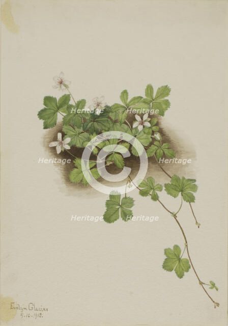 Red Dewberry (Rubus pedatus), 1918. Creator: Mary Vaux Walcott.