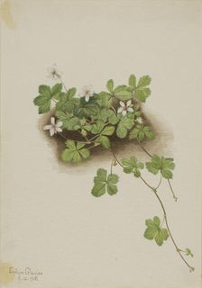 Red Dewberry (Rubus pedatus), 1918. Creator: Mary Vaux Walcott