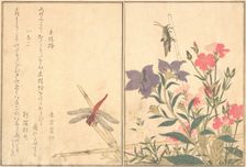 Red Dragonfly (Akatonbo); Locust (Inago)..., 1788. Creator: Kitagawa Utamaro
