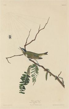 Red-Eyed Vireo, 1832. Creator: Robert Havell