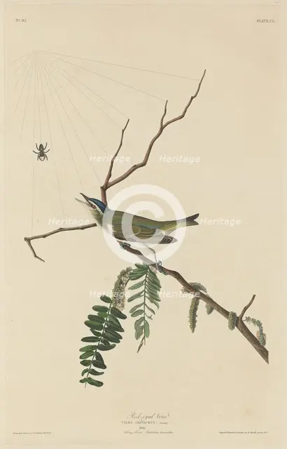 Red-Eyed Vireo, 1832. Creator: Robert Havell.