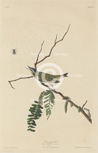 Red-Eyed Vireo, 1832. Creator: Robert Havell.