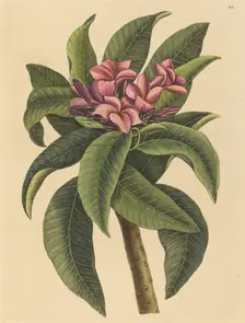 Red Frangipanni (Plumeria rubra), published 1731-1743. Creator: Mark Catesby