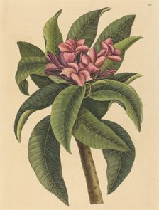 Red Frangipanni (Plumeria rubra), published 1731-1743. Creator: Mark Catesby