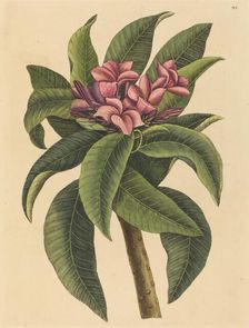 Red Frangipanni (Plumeria rubra), published 1731-1743. Creator: Mark Catesby
