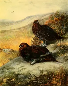 Red Grouse 1908, (1942). Creator: Archibald Thorburn
