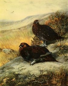 Red Grouse 1908, (1942). Creator: Archibald Thorburn