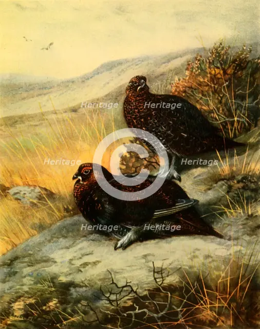 'Red Grouse', 1908, (1942).  Creator: Archibald Thorburn.