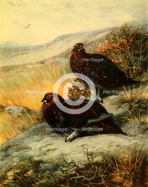 'Red Grouse', 1908, (1942).  Creator: Archibald Thorburn.