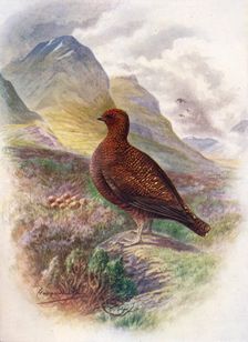 Red Grouse - Lago'pus scot'icus c1910, (1910). Artist: George James Rankin