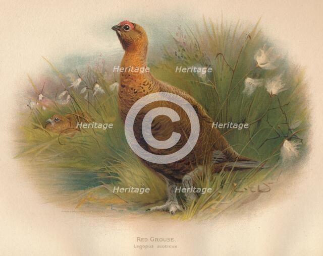 'Red Grouse (Lagopus scoticus)', 1900, (1900). Artist: Charles Whymper.