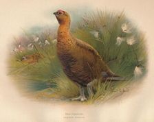 Red Grouse (Lagopus scoticus) 1900, (1900). Artist: Charles Whymper