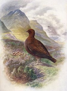 Red Grouse - Lago'pus scot'icus c1910, (1910). Artist: George James Rankin