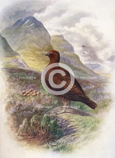 'Red Grouse - Lago'pus scot'icus', c1910, (1910). Artist: George James Rankin.