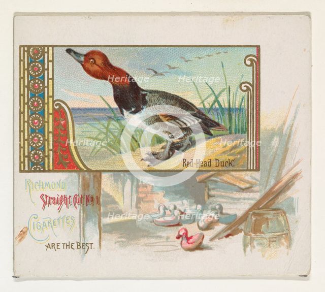 Red Head Duck, from the Game Birds series (N40) for Allen & Ginter Cigarettes, 1888-90. Creator: Allen & Ginter.