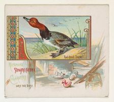 Red Head Duck, from the Game Birds series (N40) for Allen & Ginter Cigarettes, 1888-90. Creator: Allen & Ginter