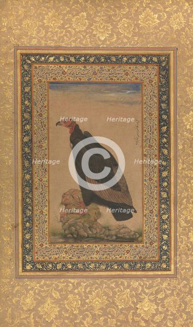 Red-Headed Vulture, Folio from the Shah Jahan Album, recto and verso: early 19th century. Creator: Unknown.