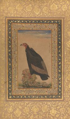 Red-Headed Vulture, Folio from the Shah Jahan Album, recto and verso: early 19th century. Creator: Unknown