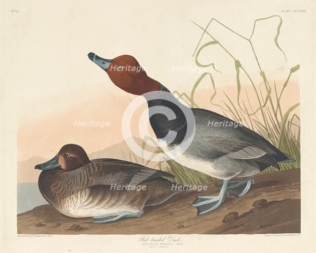 Red-Headed Duck, 1836. Creator: Robert Havell.