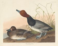 Red-Headed Duck, 1836. Creator: Robert Havell