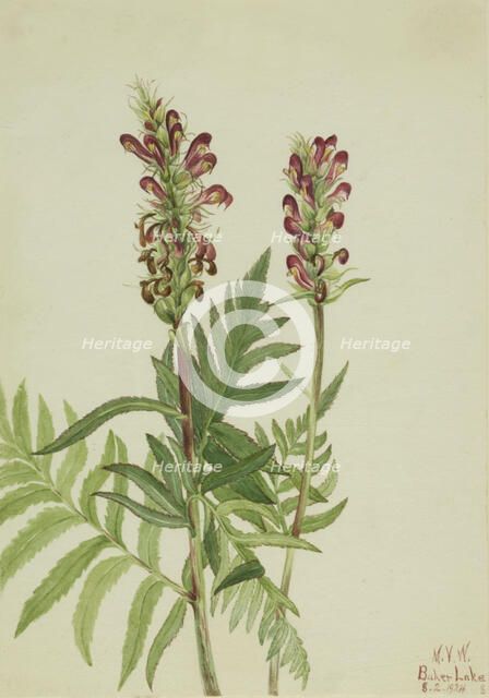 Red-Helmet (Pedicularis bracteosa), 1924. Creator: Mary Vaux Walcott.