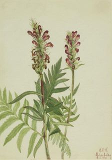 Red-Helmet (Pedicularis bracteosa), 1924. Creator: Mary Vaux Walcott