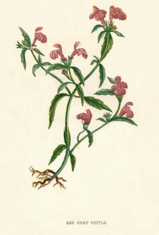 Red Hemp Nettle c1891, (1891). Artist: Anne Pratt