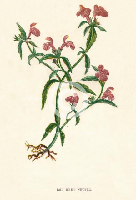 'Red Hemp Nettle', c1891, (1891). Artist: Anne Pratt.