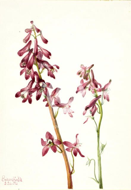 Red Larkspur (Delphinium nudicale), 1935. Creator: Mary Vaux Walcott.
