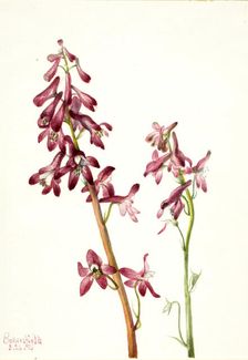 Red Larkspur (Delphinium nudicale), 1935. Creator: Mary Vaux Walcott