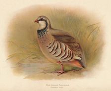 Red-Legged Partridge (Caccabus rufa) 1900, (1900). Artist: Charles Whymper