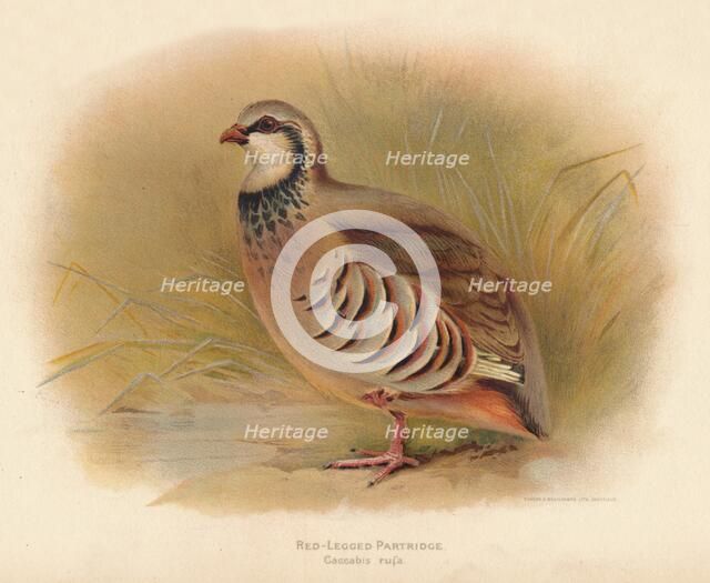 'Red-Legged Partridge (Caccabus rufa)', 1900, (1900). Artist: Charles Whymper.