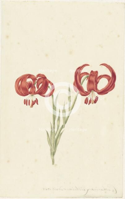 Red Lily, 1728. Creator: Catharina Lintheimer.