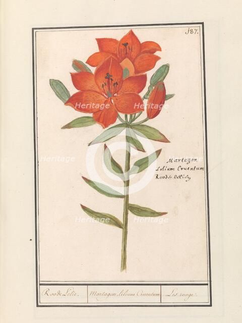 Red lily (Lilium), 1596-1610. Creators: Anselmus de Boodt, Elias Verhulst.