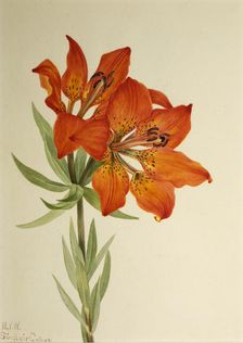 Red Lily (Lilium montanum), 1923. Creator: Mary Vaux Walcott