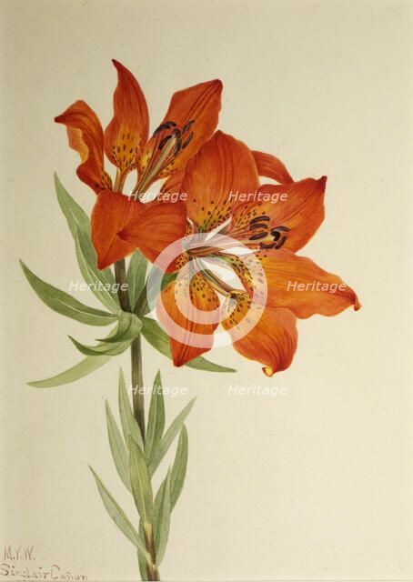 Red Lily (Lilium montanum), 1923. Creator: Mary Vaux Walcott.