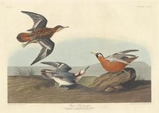 Red Phalarope, 1835. Creator: Robert Havell