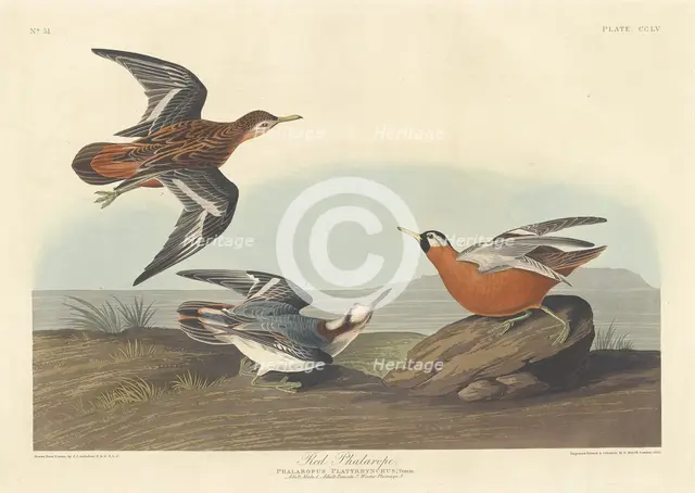 Red Phalarope, 1835. Creator: Robert Havell.
