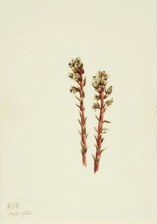 Red Pinesap (Hypopitys lanuginosa), 1920. Creator: Mary Vaux Walcott