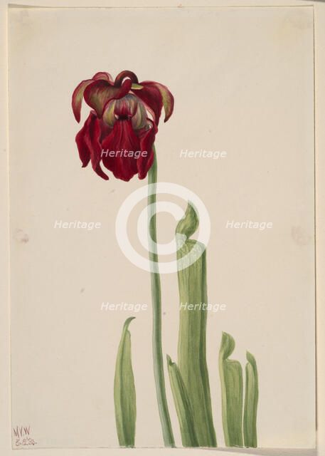 Red Pitcherplant (Sarracenia jonesii), 1930. Creator: Mary Vaux Walcott.