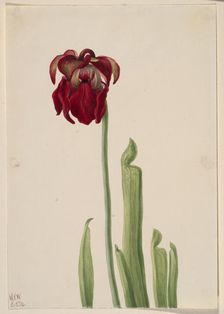 Red Pitcherplant (Sarracenia jonesii), 1930. Creator: Mary Vaux Walcott