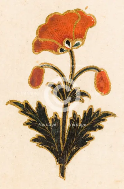 Red poppy motif, Folio from the Small Clive Album, Dated 1674-1675. Creator: Unknown.