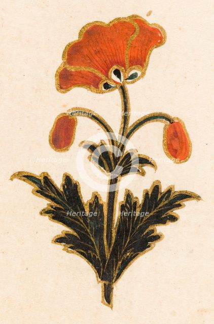 Red poppy motif, Folio from the Small Clive Album, Dated 1674-1675. Creator: Unknown.