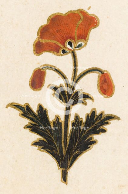 Red poppy motif, Folio from the Small Clive Album, Dated 1674-1675. Creator: Unknown.