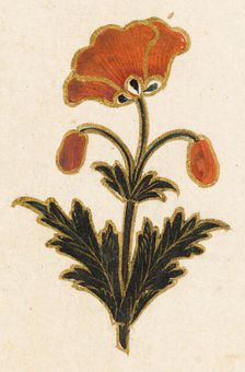 Red poppy motif, Folio from the Small Clive Album, Dated 1674-1675. Creator: Unknown