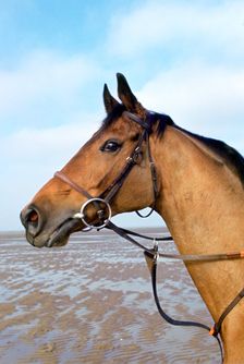 Red Rum Irish Grand National winning racehorse. Creator: Tony Evans
