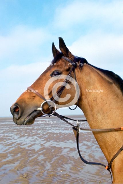 'Red Rum', Irish Grand National winning racehorse. Creator: Tony Evans.