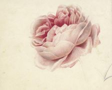 Red Rose, 1792-1861. Creator: Georgius Jacobus Johannes van Os