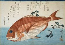 Red Sea Bream, 1832-1834. Creator: Hiroshige, Utagawa (1797-1858)