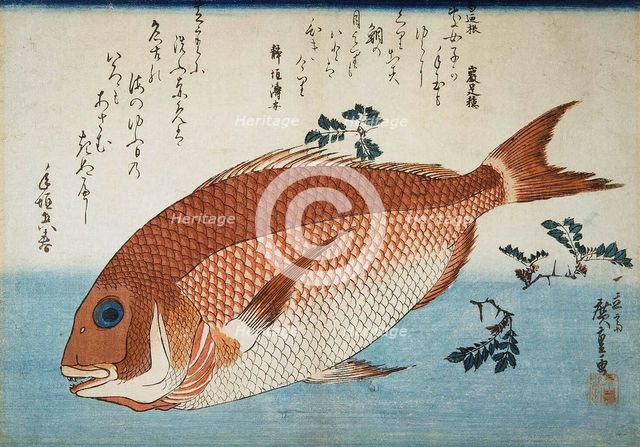 Red Sea Bream, 1832-1834.  Creator: Hiroshige, Utagawa (1797-1858).